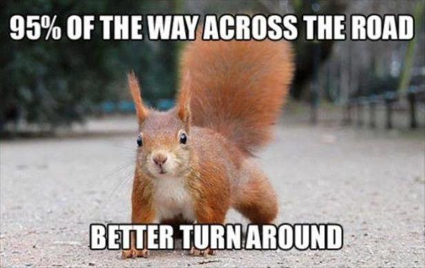 the-squirrel-crossing-the-road